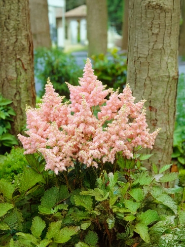 Астильба гибридная Sugarberry (Шугаберри)