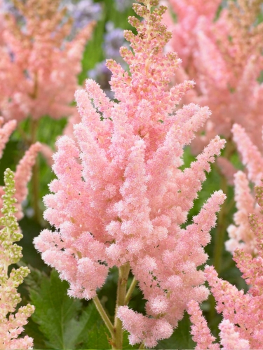 Астильба китайская Vision Inferno (Вижн Инферно)