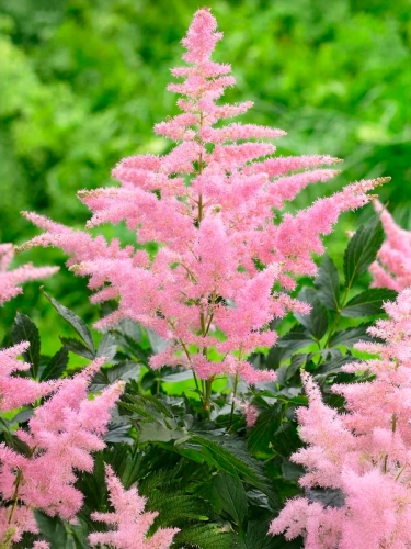 Астильба японская Queen Alexandra (Куин Александра)