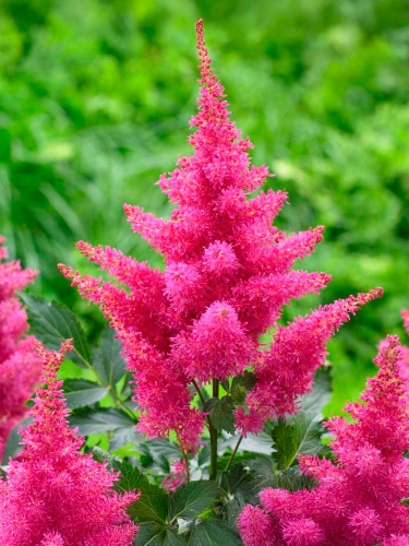 Астильба арендса Mars (Марс)