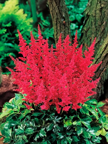 Астильба японская Vesuvius (Везувиус)
