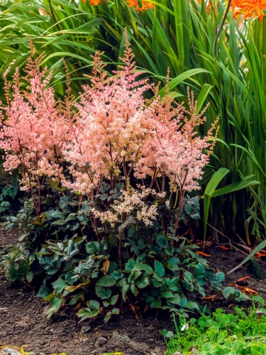 Астильба Арендса Spotlight (Спотлайт)