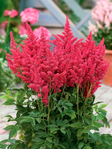 Астильба гибридная Fireberry (Файрберри)