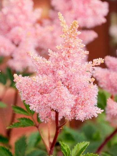 Астильба Арендса Sister Theresa (Систер Тереза)