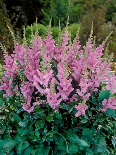 Астильба китайская Pumila (Пумила)