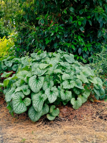 Бруннера крупнолистная Alexander's Great (Александерс Грейт)