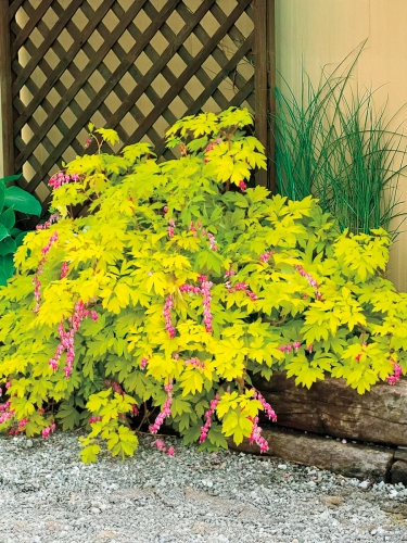 Дицентра великолепная Yellow Leaf (Еллоу Лиф)