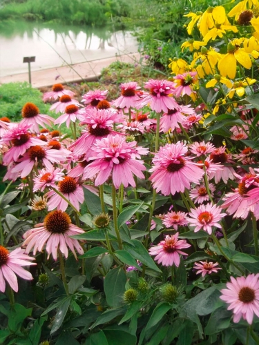 Эхинацея пурпурная Double Decker (Дабл Декер)