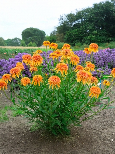 Эхинацея пурпурная Marmelade (Мармелад)