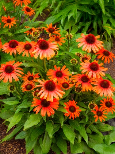 Эхинацея пурпурная Orange Skipper (Оранж Скиппер)