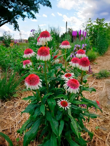 Эхинацея пурпурная Strawberry and Cream (Строберри энд Крим)