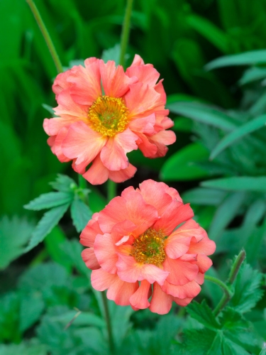 Гравилат чилийский Coral Pearl (Корал Перл)