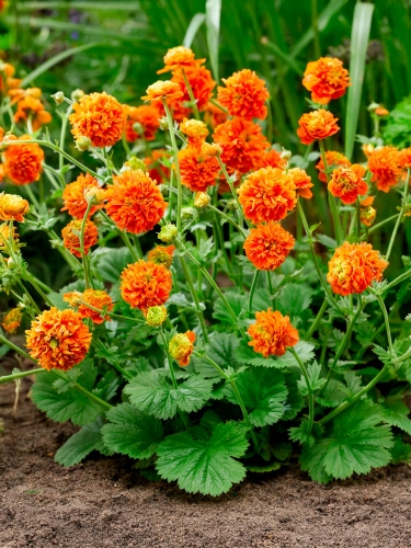 Гравилат ярко-красный Orange Pumpkin (Ориндж Пампкин)