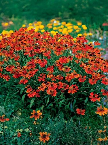 Гелениум гибридный Moerheim Beauty (Моерхайм Бьюти)