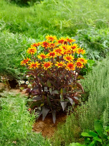 Гелиопсис Burning Hearts (Бёрнинг Хартс)