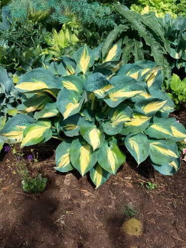 Хоста Dream Queen (Дрим Квин)