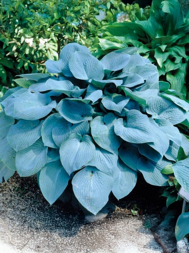 Хоста Зибольда Elegans (Элеганс)