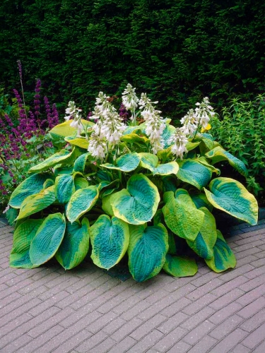 Хоста Зибольда Frances Williams (Френсис Вильямс)