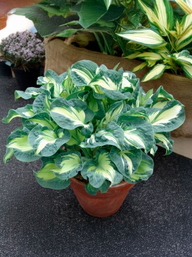 Хоста Golden Meadows (Голден Мидоу)