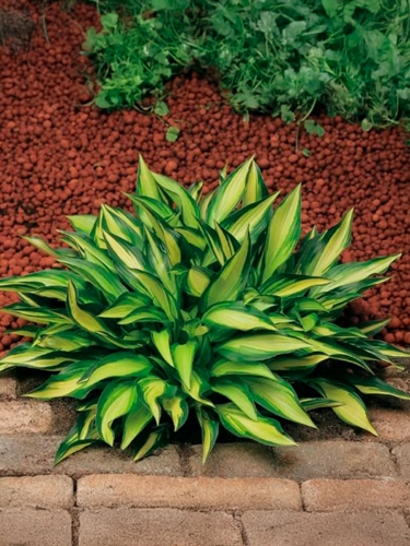 Хоста Lakeside Little Tuft (Лэйксайд Литл Тафт)