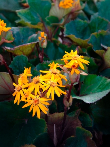 Бузульник зубчатый Twilight (Твайлайт)