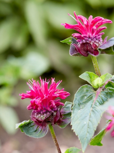 Монарда гибридная Bee-True (Би Тру)