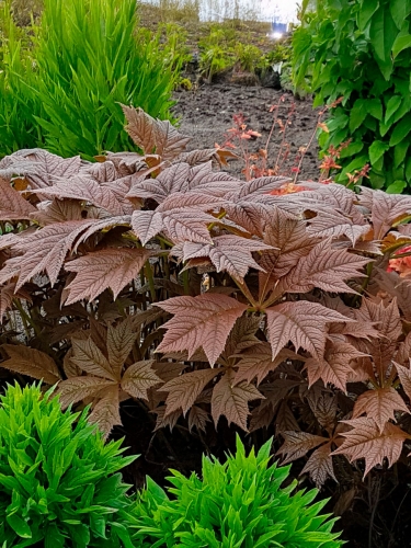 Роджерсия подофиловая Braunlaub (Браунлаб)