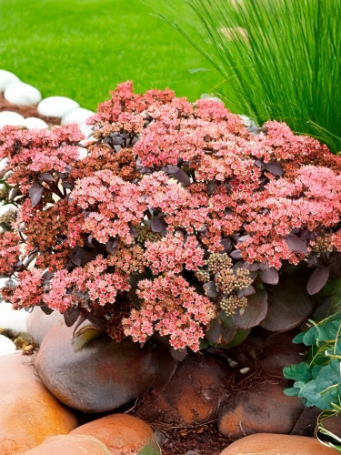 Очиток гибридный Blue Pearl (Блю Перл)