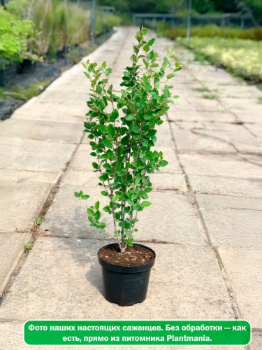 Кизильник блестящий