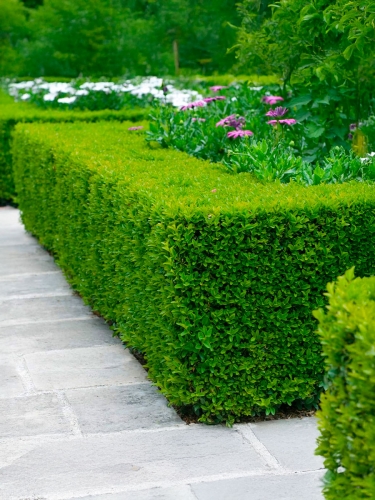 Самшит вечнозеленый