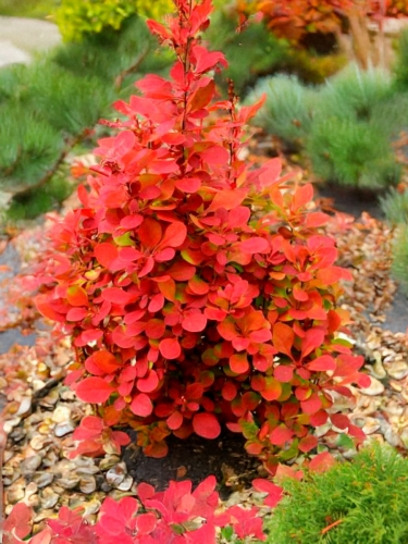 Барбарис Тунберга Desperados (Десперадос)