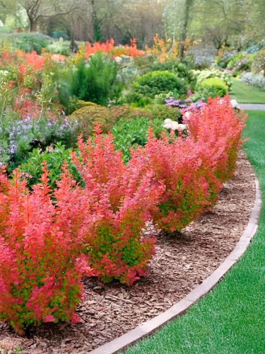 Барбарис тунберга Orange Tower (Оранж Тауэр)