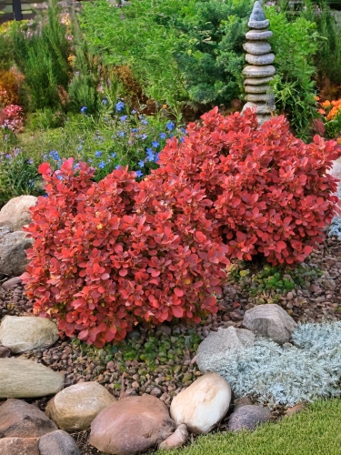 Барбарис Тунберга Ruby Star (Руби Стар)