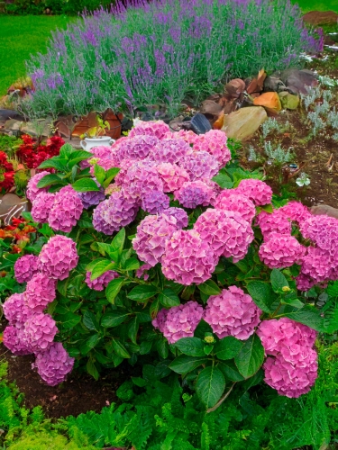 Гортензия крупнолистная Bouquet Rose (Букет Роуз)