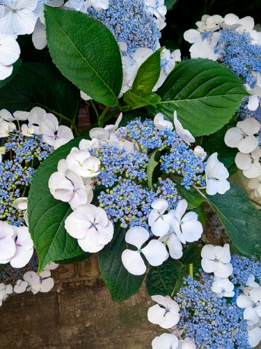 Гортензия крупнолистная Libelle (Либелла)