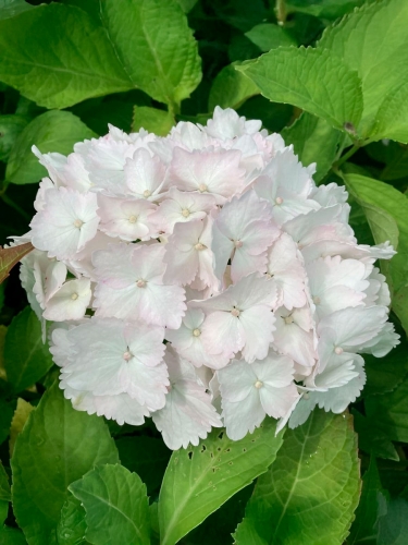 Гортензия крупнолистная Madame E Moulliere (Мадам Мулье)