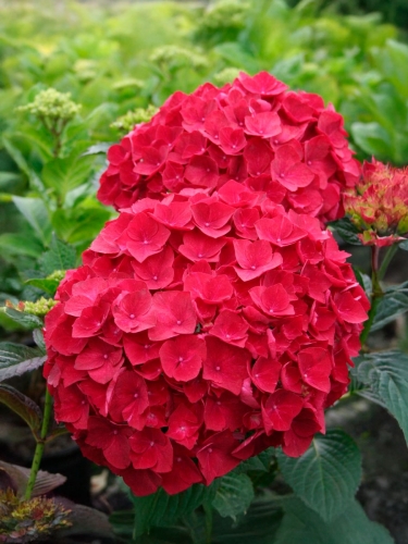 Гортензия крупнолистная Red Beauty (Ред Бьюти)