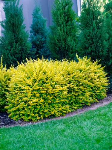 Бирючина обыкновенная Aureum (Ауреум)