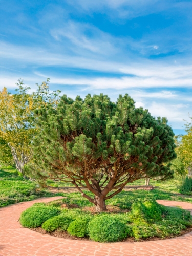 Сосна горная крючковатая P9