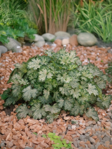 Гейхера гибридная Dew Drops (Дью Дропс)