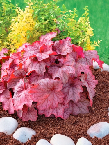 Гейхера Georgia Peach (Джорджия пич)