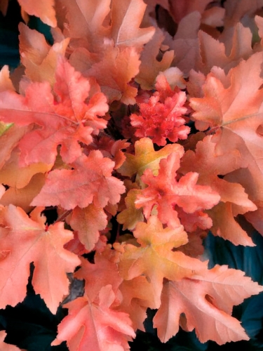 Гейхера Penelope (Пенелопа)