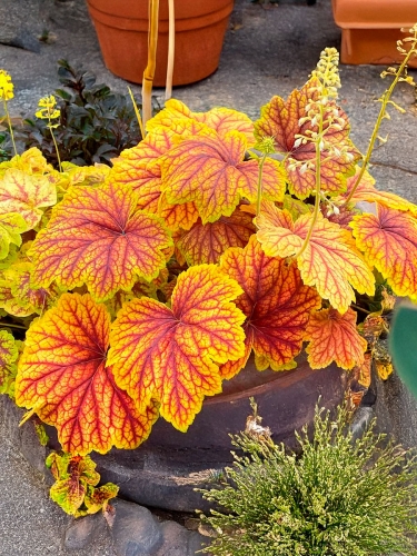 Гейхера Red Lightning (Рэд Лайтинг)