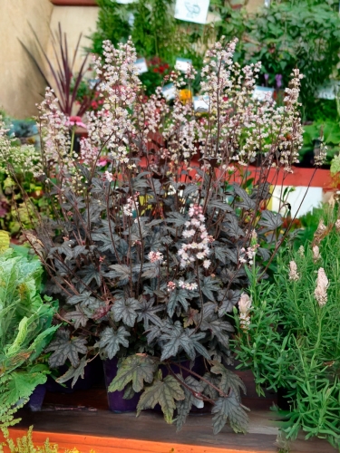 Гейхерелла Infinity (Инфинити)