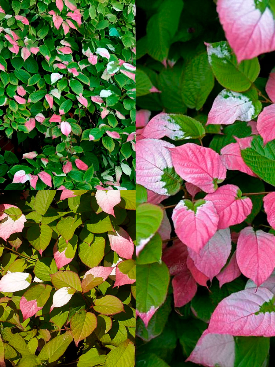 Актинидия коломикта Adam Адам (М)