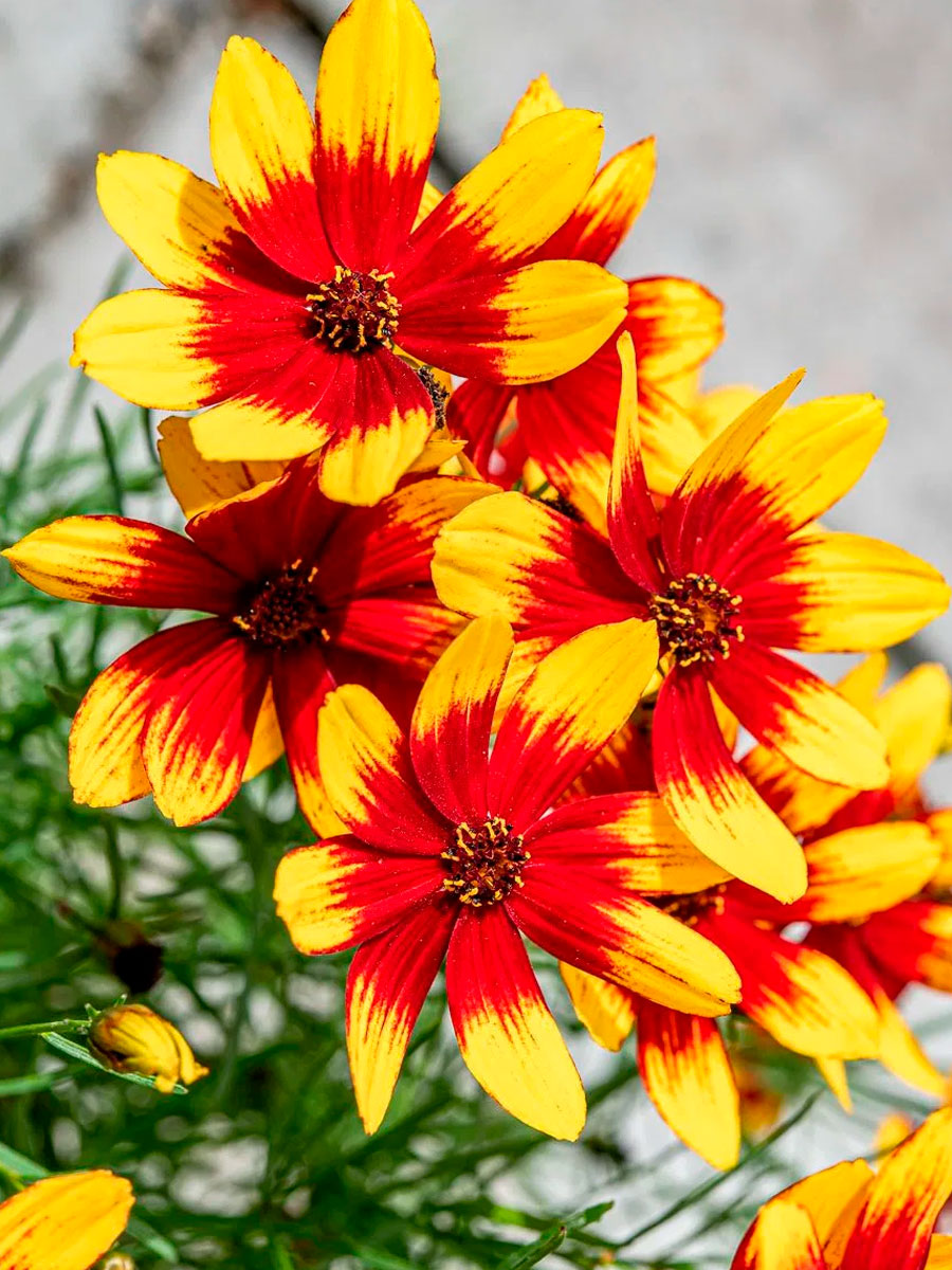 Кореопсис Corleone Red Yellow (Корлеоне Ред Йеллоу) P9