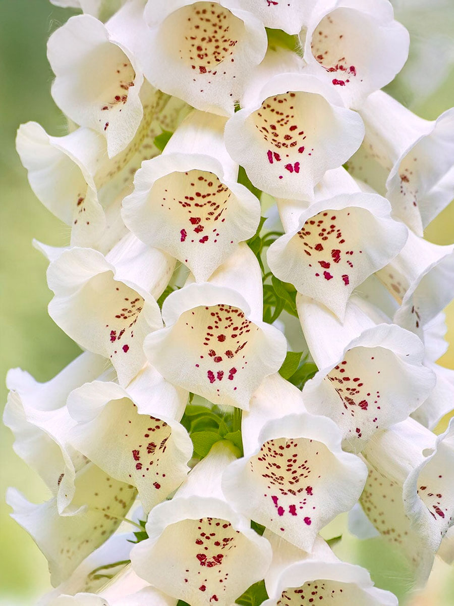 Наперстянка пурпурная Dottie Cream (Дотти Крим) P9