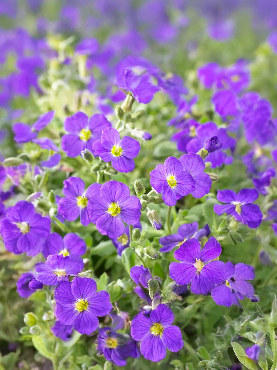 Обриета культурная Florado Blue Eye (Флорадо Блю Ай) P9