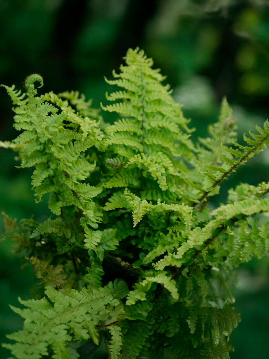 Щитовник родственный Crispa (Криспа)