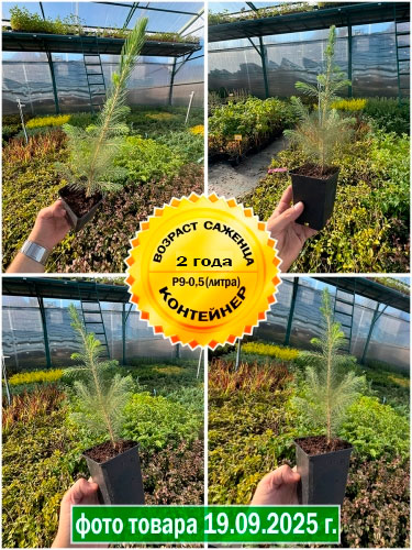 Ель колючая Kaibab (Кэйбаб) Р9